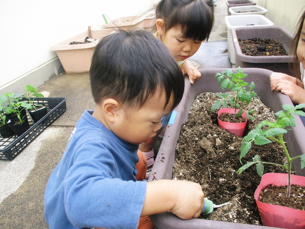 3歳以上児 苗植え